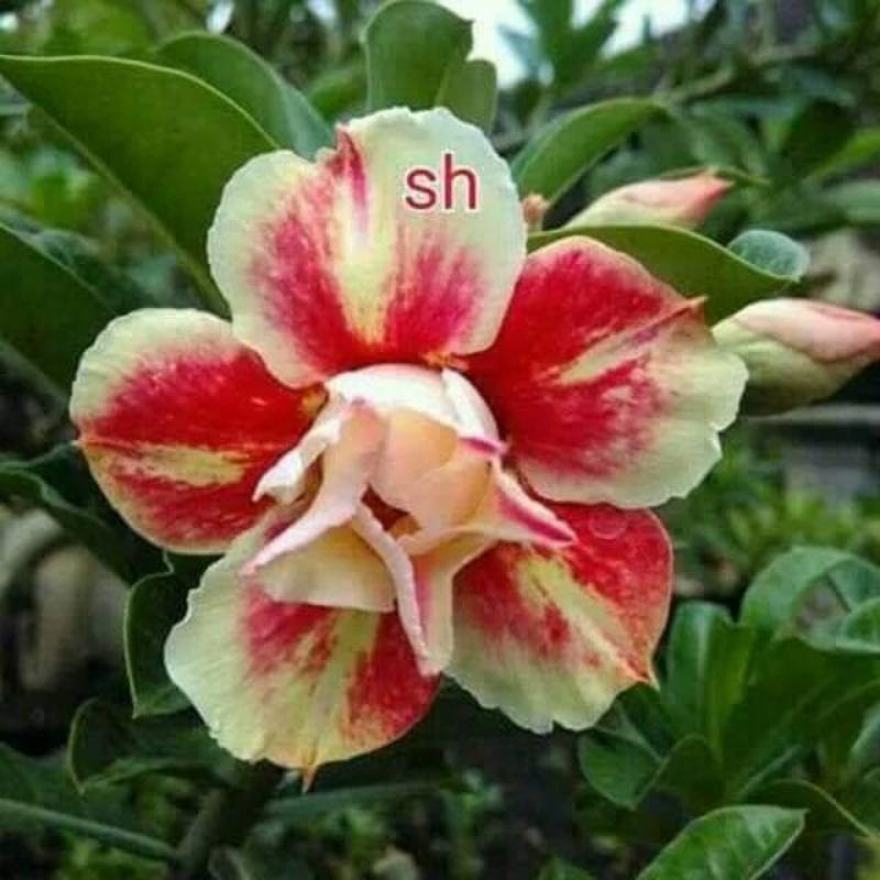Adenium Grafting "Sunhallo"