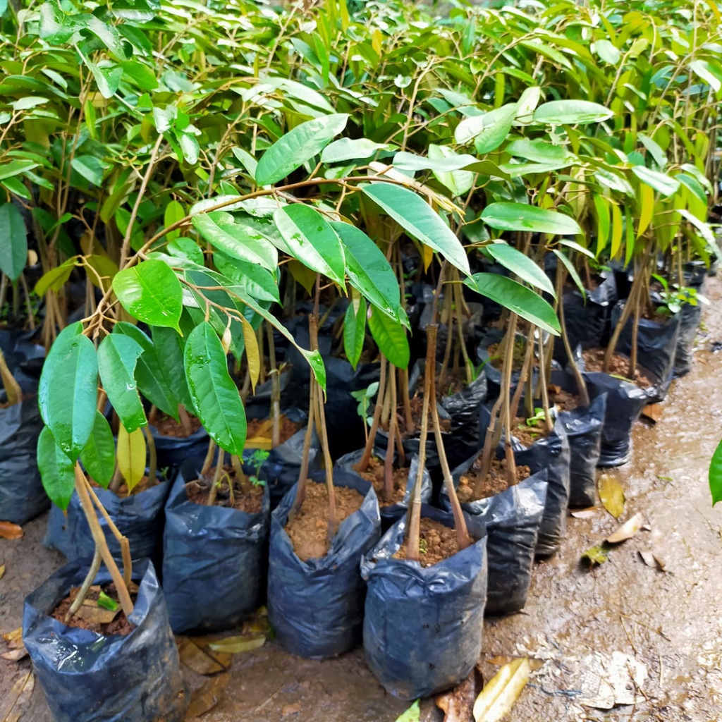 DURIAN MUSANGKING KAKI 3 || BIBIT DURIAN