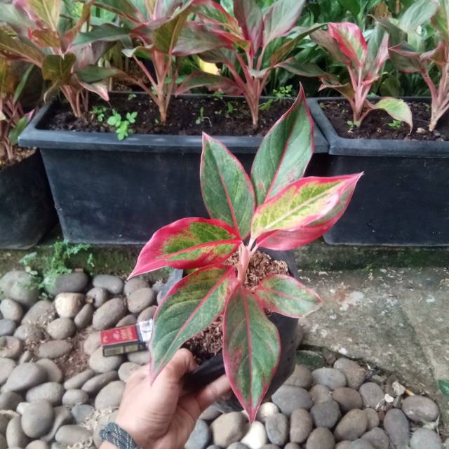 Aglonema lipstik / aglaonema lipstik / tanaman hias aglonema lipstik / tanaman aglonema lipstik