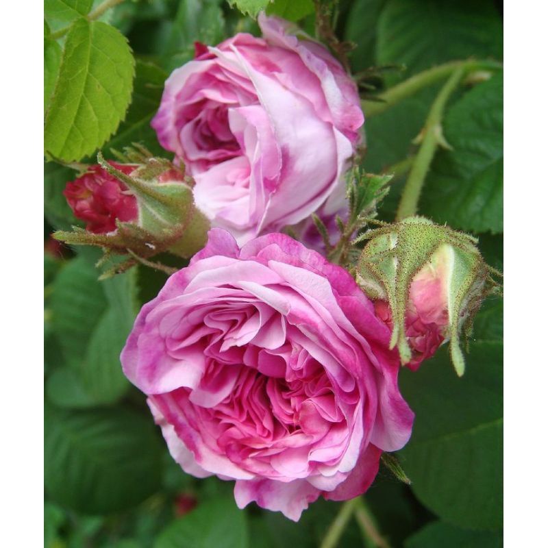 Tanaman Bunga Mawar import (Besar Harum) tanaman mawar import hidup