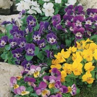 Benih Bibit Biji - Bunga Viola Comedy Mixed F2 Flower Seeds - IMPORT