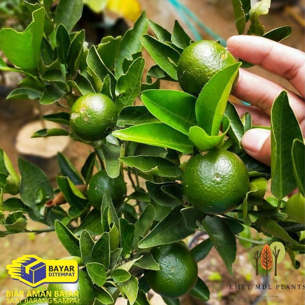 VIRAL KWALITAS TERBAIK BIBIT TANAMAN BUAH JERUK SANTANG MADU ASLI POHON JERUK SANTANG MADU BIBIT BAH