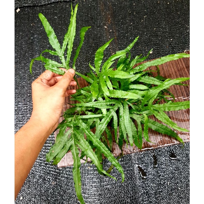 Microsorum  Kadaka Trident Tanaman Aquascape