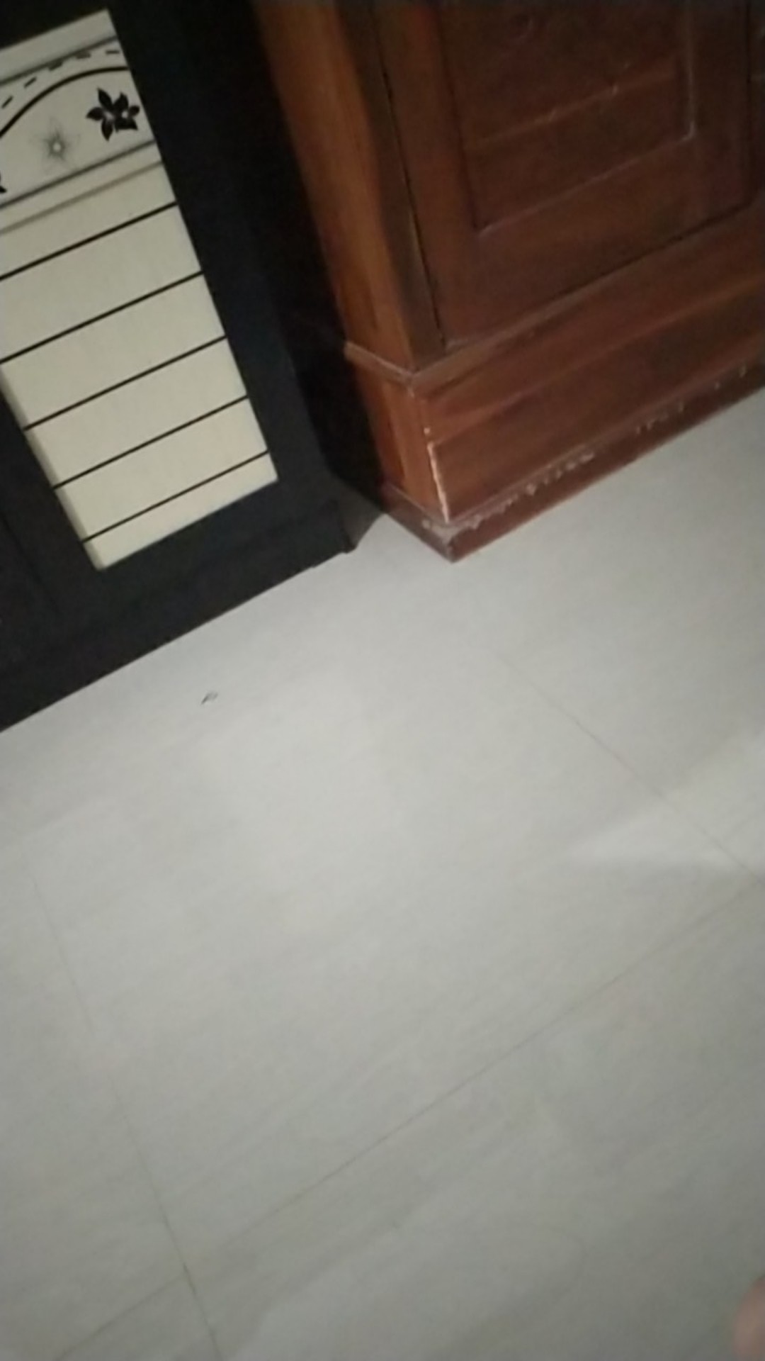 Racun Tikus Paling Ampuh Tidak Meninggalkan Bau Penjebak Jebakan Ampuh Membasmi Tikus Langsung Mati