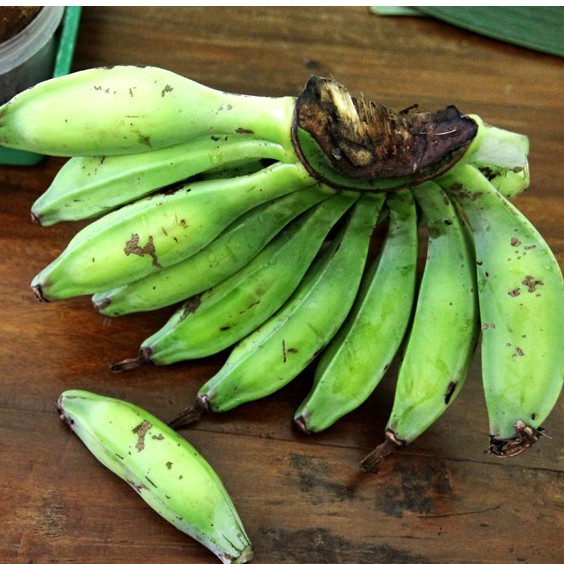 

Pisang Batu Muda/ Per Buah