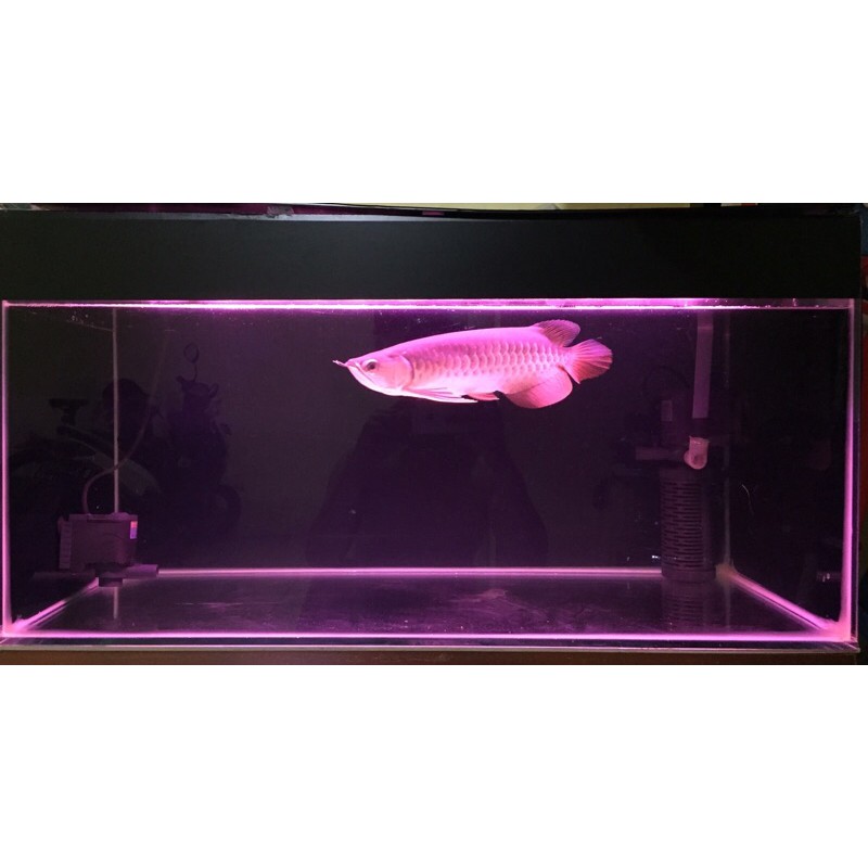 Arwana golden red 20 cm up (sertificate) + aquarium 80x40x40 5mm