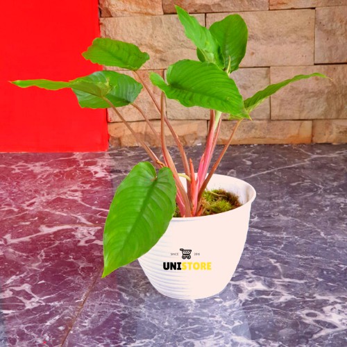 Tanaman Hias Mini Homalomena Batang merah - Caladium homalomena Mini