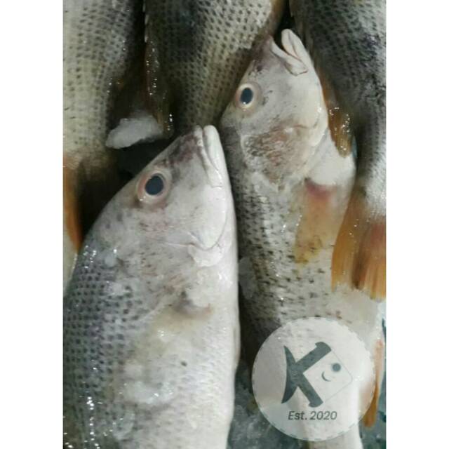 

Ikan Jenahar / Pack 1kg
