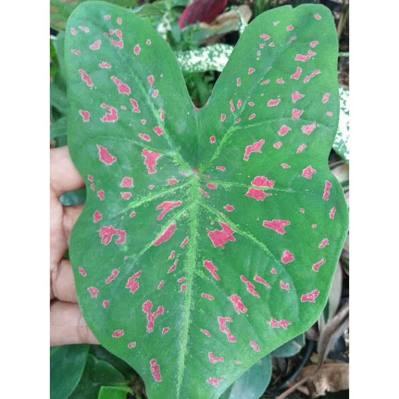 tanaman hias keladi bintik merah