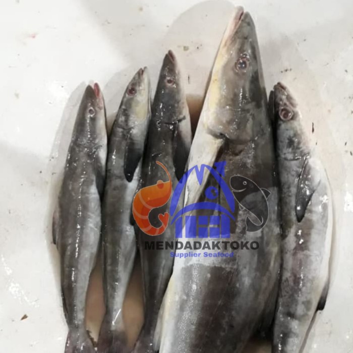 Jual Ikan Gabus Laut Ikan Kobia Segar Ikan Laut Segar Seafood Shopee Indonesia