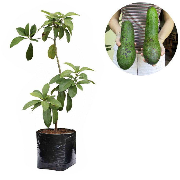 

Bibit Buah Alpukat Aligator - Tinggi 60cm