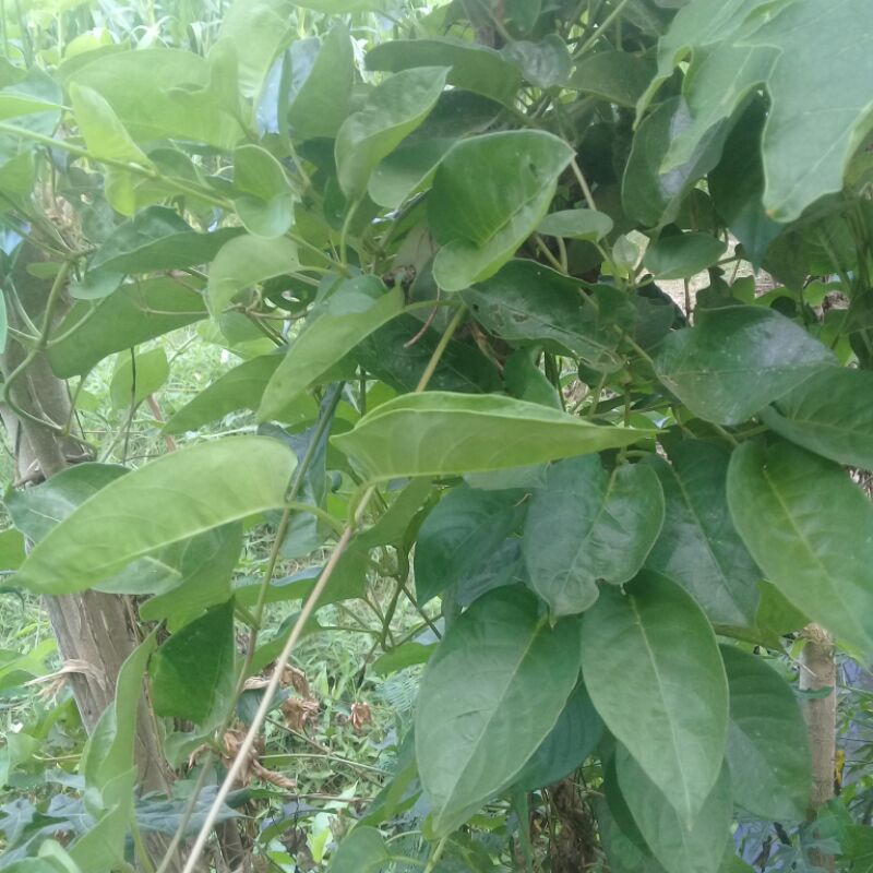 

daun sembukan
