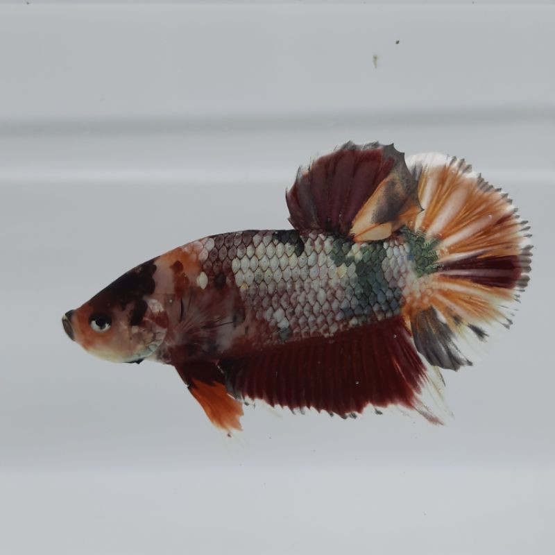 Cupang nemo cooper gold