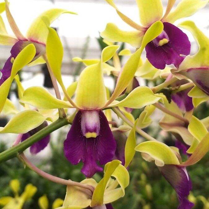 Anggrek dendrobium keriting bunga kuning