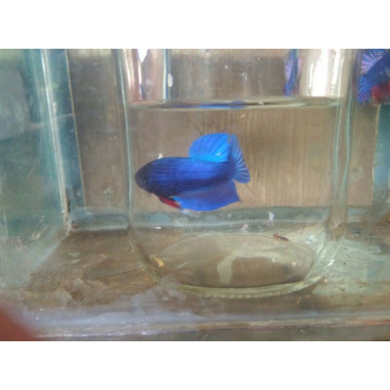 

Ikan Cupang Blue Black Cool