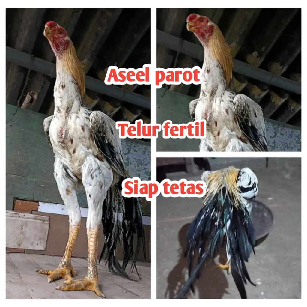 telur ayam bangkok aseel aprot original