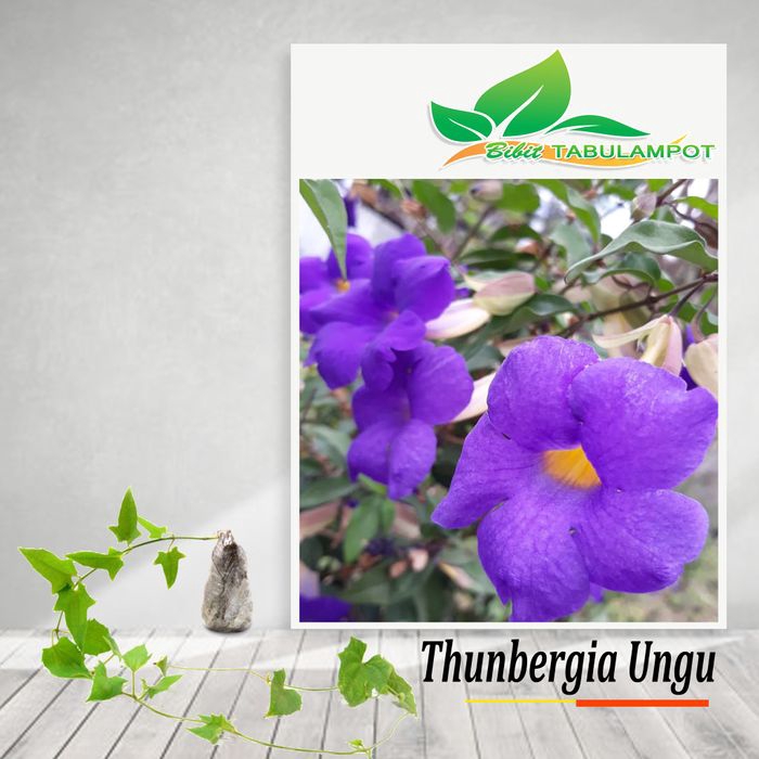 Bibit Tanaman Hias Bunga Thunbergia Glandifloris