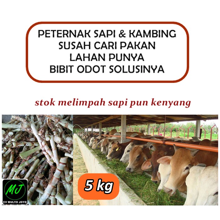 Benih Bibit Rumput Odot Gajahan Kolonjono Pakan Ternak Kambing Sapi  Kemasan 5 Kg