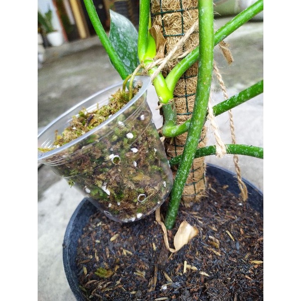 Cangkok Akar Angin AROID. Paket isi 2. Untuk PHILODENDRON. SYNGONIUM. MONSTERA VARIGATA. EPPIPREMNUM