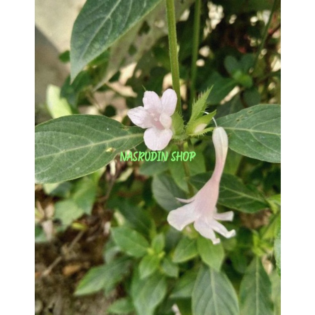 

[Fresh] DAUN VIOLET FILIPINA / BARLERIA CRISTATA / DAUN BLUEBELL BARLERIAATAUVIOLET FILIPINA JAMBUL