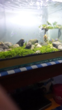 Panci Mie Air Rebus Alumunium / Panci Susu +tutup Global Eagle 18 Cm