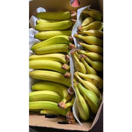 

pisang cavendish sunpride