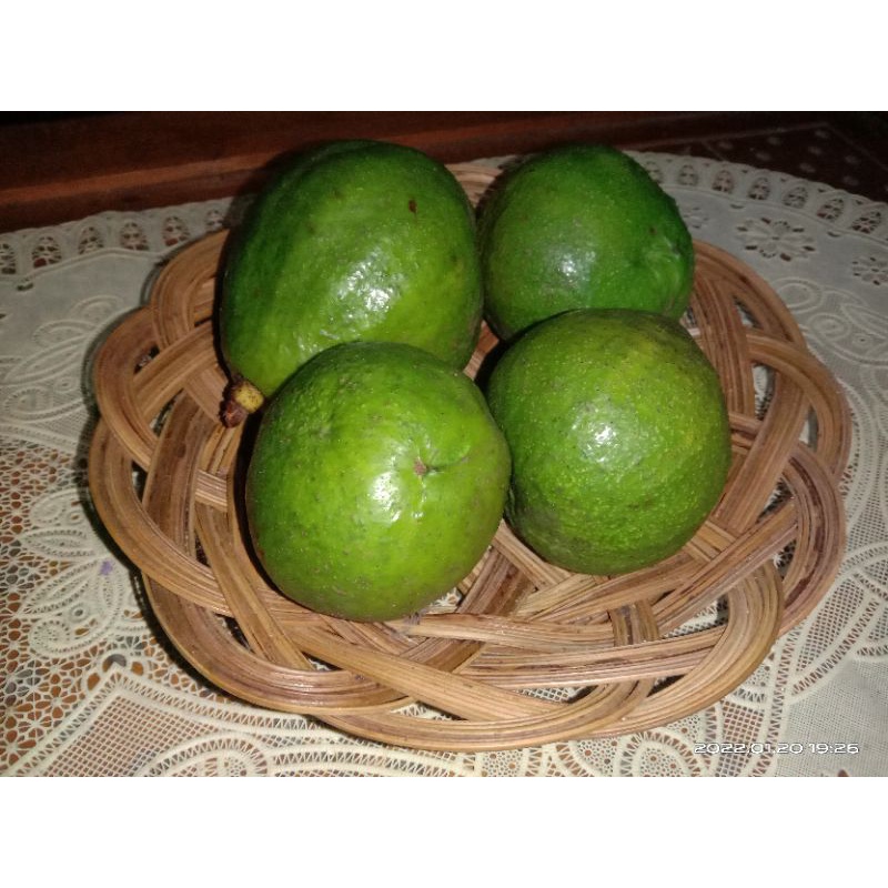 

Buah Alpukat Mentega