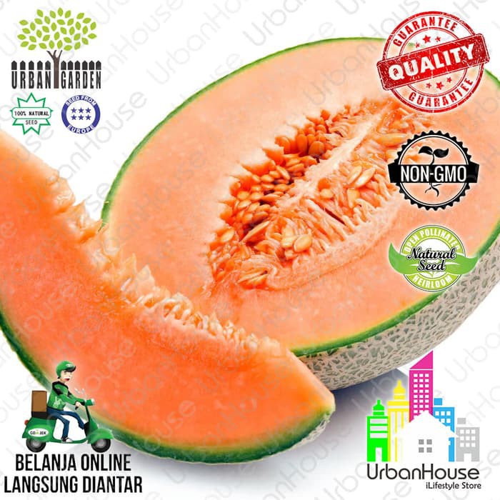 

FRUIT Benih CANTALOUPE MELON CALIFORNIA IMPORT Bibit tanaman Melon