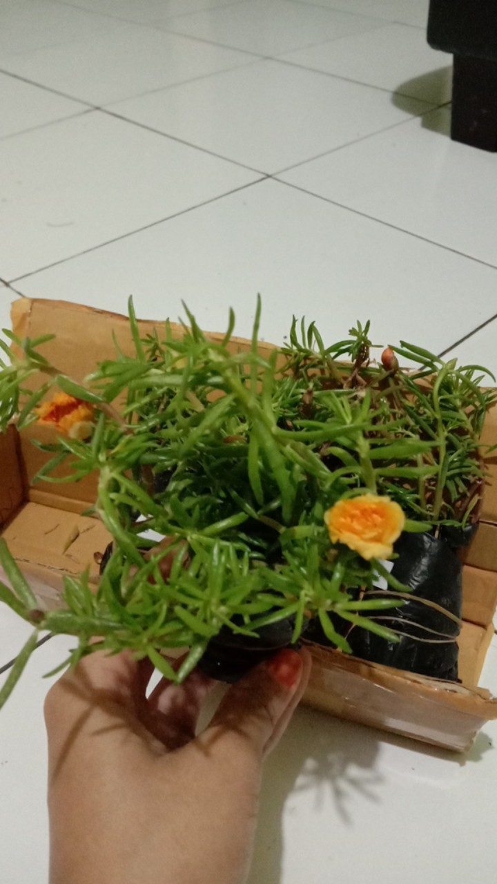  BUNGA  KROKOT  KROKOT  TUMPUK BUNGA  MURAH  Shopee Indonesia