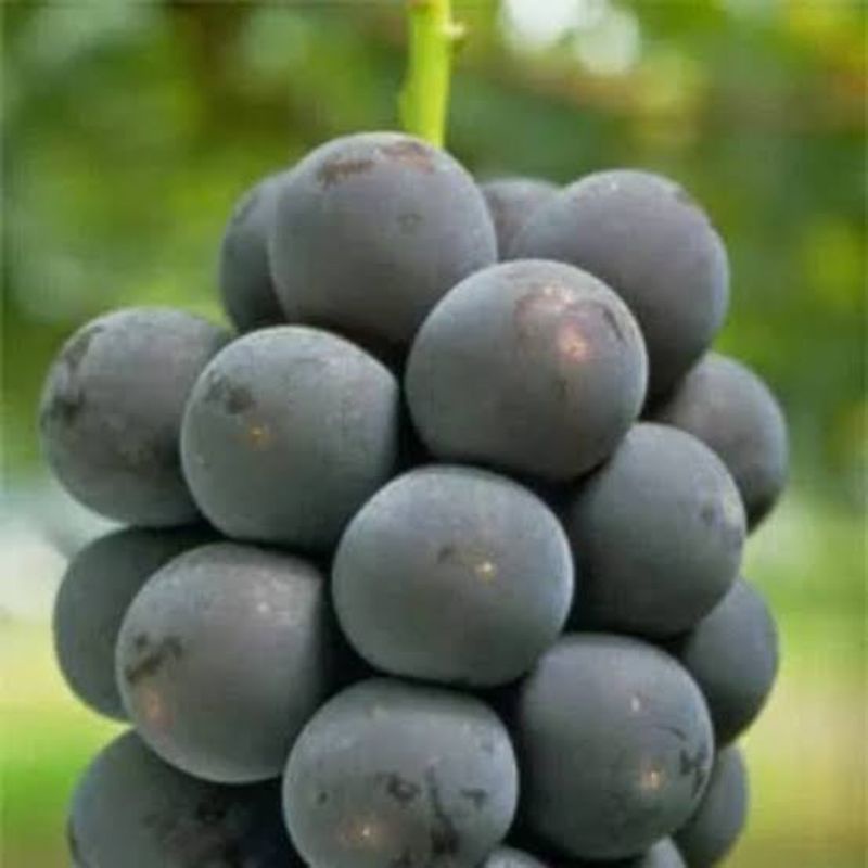 Bibit Anggur Import Jenis Kyoho
