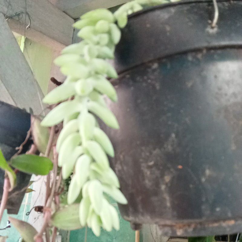 TANAMAN HIAS MATA AIR IBU