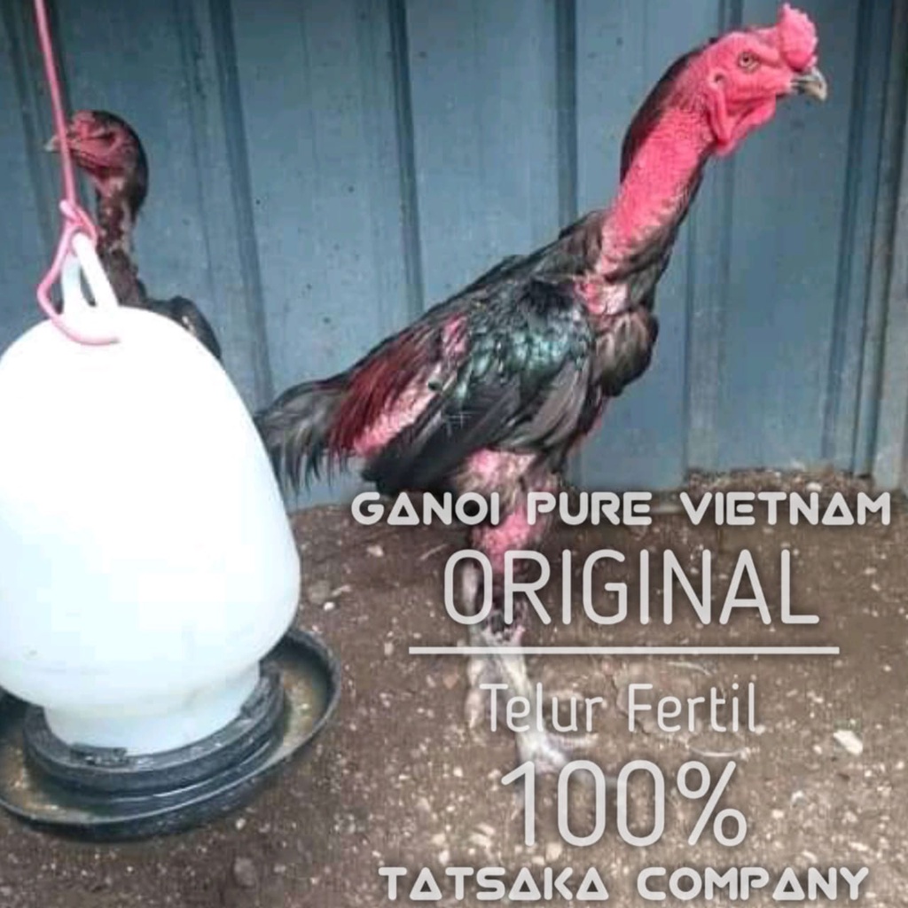 telur ayam bangkok ganoi ori vietnam super mangon anti lock pakhoy brutal plucker impor thailand