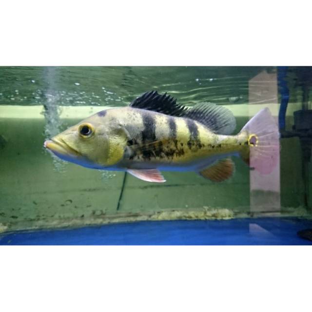 Ikan Pbass Mono 20cm Good Marking / Ikan Predator Hias