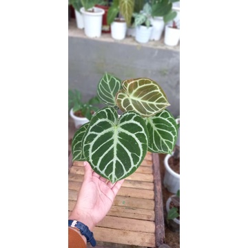 anthurium dorayaki
