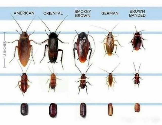 Termurah Umpan basmi kecoa / kecoak optigard cockroach ampuh