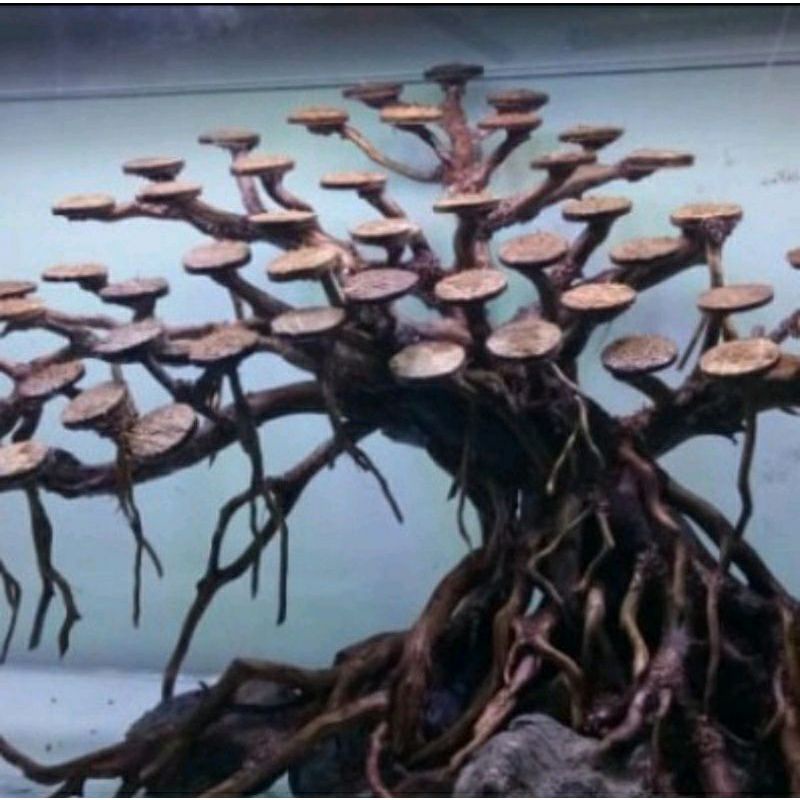 tatakan moss bonsai aquascape aquarium 2.5cm