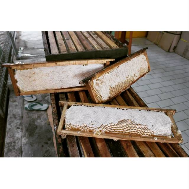 

SARANG MADU MELIFERA