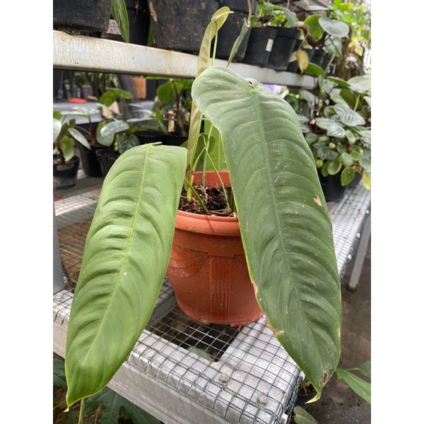 Philodendron sharoniae