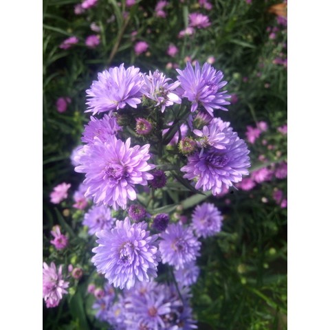 Paket Tanaman Bunga Aster Pikok (aster amellus) 100rb 8 pohon 4 Warna