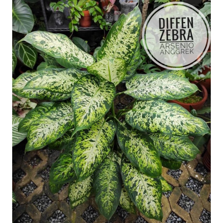 Aglonema Diffen Zebra / Blanceng Zebra