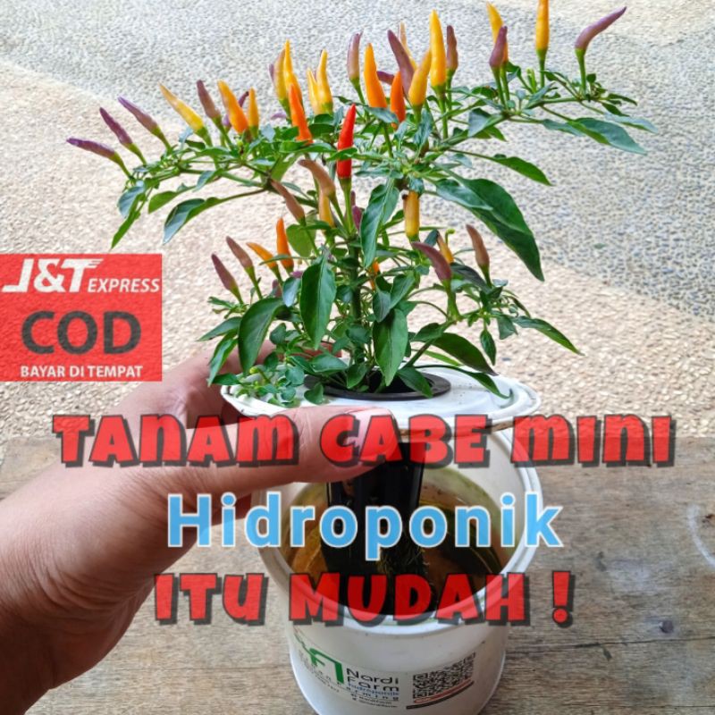PAKET Hidroponik Cabe mini dan Tomat mini. Hidroponik Kit, bisa untuk Pemula