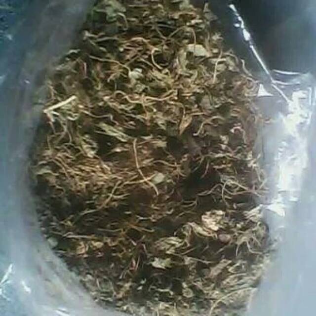 

daun pegagan kering /antanan kering 1 kg