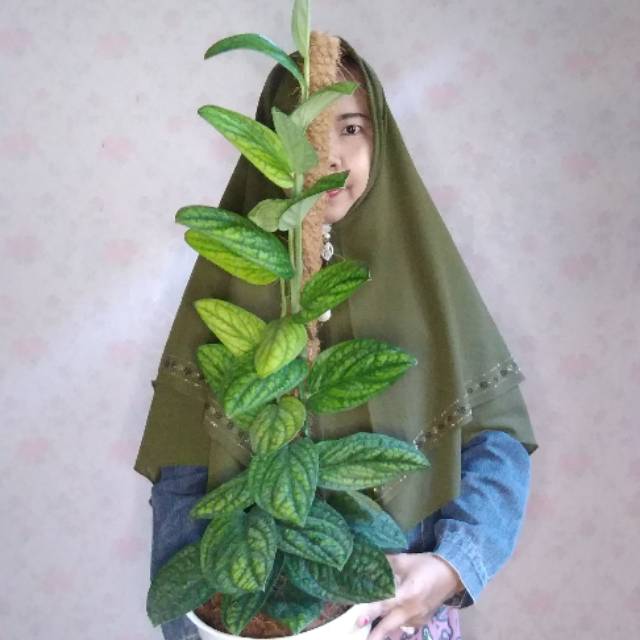 rizekidwifibriansari