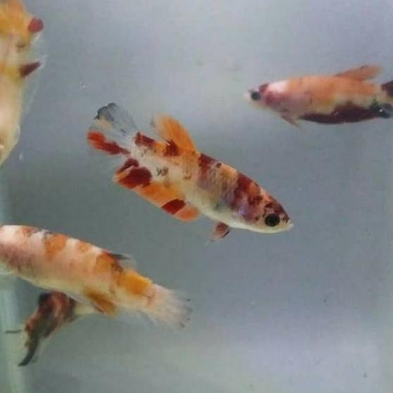 

♥ 322 Ikan cupang betina koi emerald siap kawin breed female 8YH