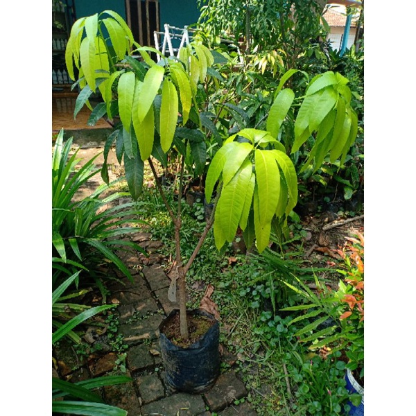 Bibit mangga Yuwen 4 cangkok susu