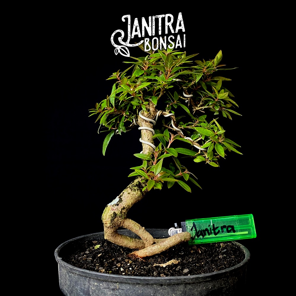 Bonsai pusaka jadi siap pajang