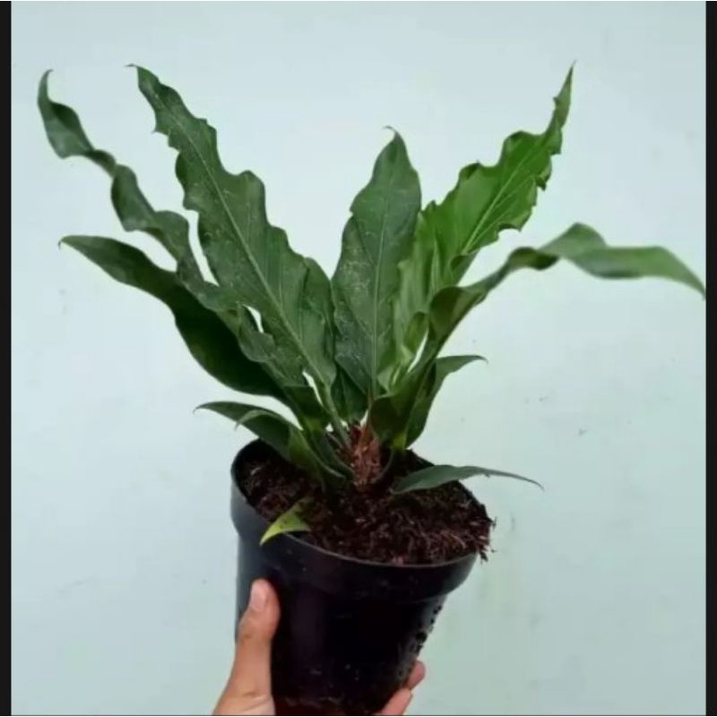 tanaman hias anthurium gelombang cinta - anthurium gelombang cinta bibit - tanaman hias