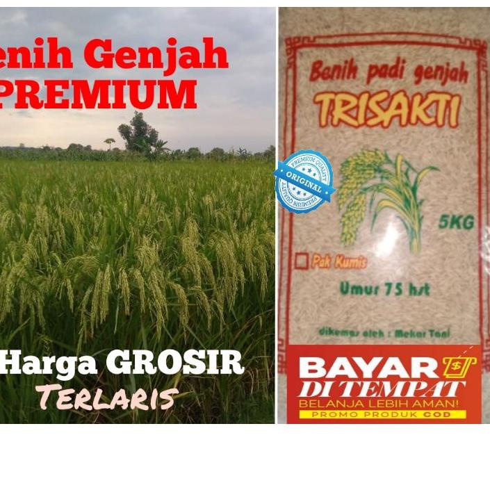 Buruan Beli/Benih padi TRISAKTI 5kg NEWBenih padi TRISAKTI 5kg NEW/produck vyralral