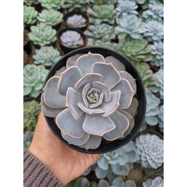 Sukulen Echeveria Lilacina / Sukulen Import Premium