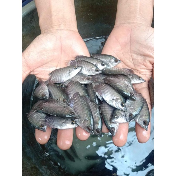 bibit benih ikan gurame soang